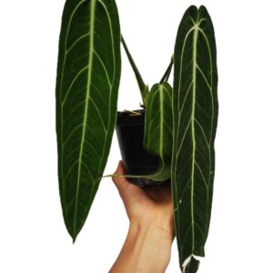 Anthurium Warocqueanum