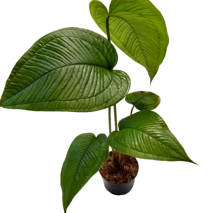 Anthurium Ovatifolium1