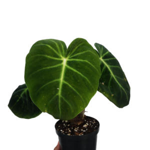 Philodendron Luxurians