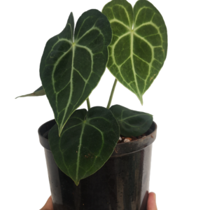 Anthurium Clarinervium1