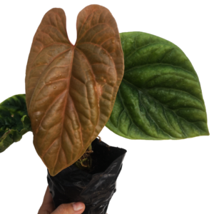 Anthurium Debilis