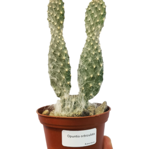 Cactus: Opuntia Orbiculata